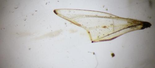 Nysius sp.